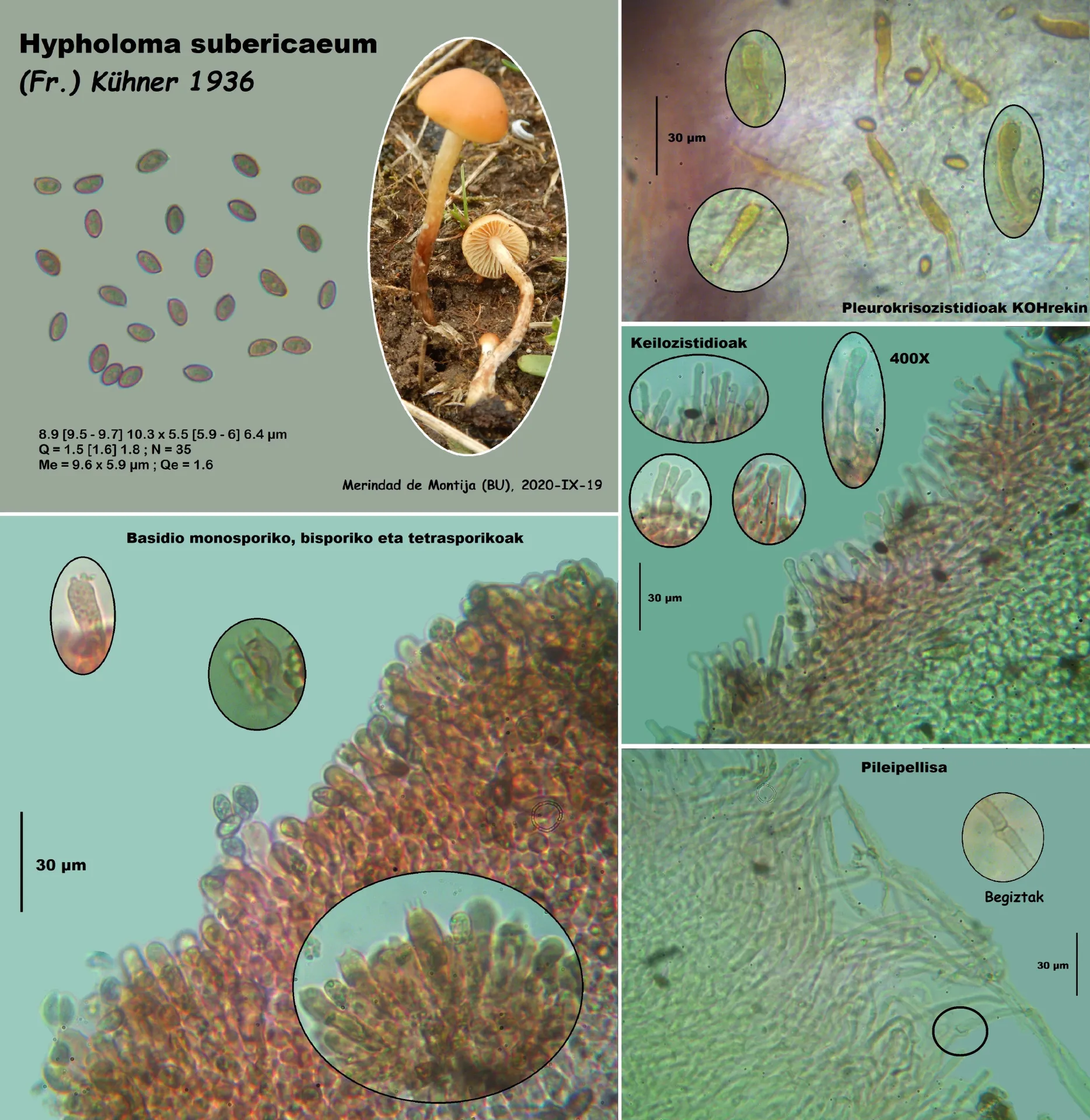 Microscopía de Hypholoma subericaeum